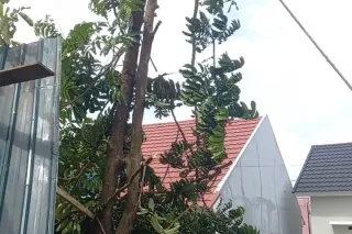 Jasa tebang kayu siap dipanggil ke rumah 